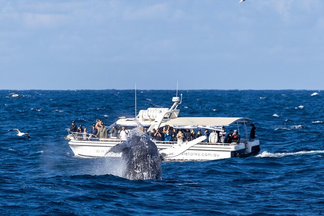 Whale Watching Boat Trip in Sydney - Price and Value at Around $99.70 (and When It’s Worth It Most)