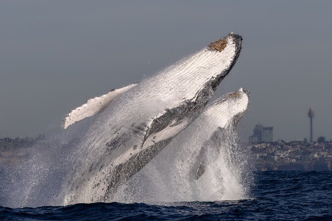 Whale Watching Boat Trip in Sydney - Who Should Book This Whale Tales Cruise—and Who Might Think Twice