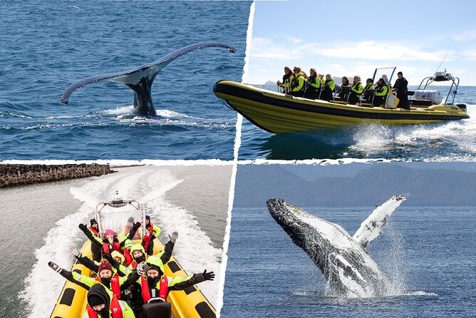 Whale Watching by RIB Speedboat from Downtown Reykjavik - Why this RIB whale watch beats the big-boat “wait and hope”