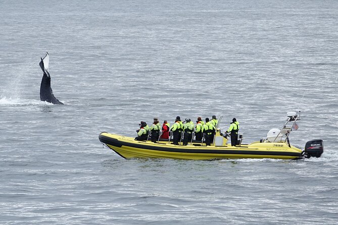 Whale Watching by RIB Speedboat from Downtown Reykjavik - Getting close to whales, dolphins, and porpoises (and why the boat size helps)