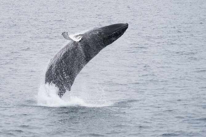 Whale Watching by RIB Speedboat from Downtown Reykjavik - The ride reality: staying warm and staying functional with the provided gear