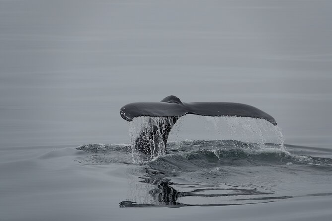 Whale Watching by RIB Speedboat from Downtown Reykjavik - Price and value: is $145 worth it?
