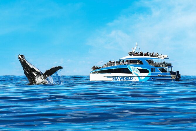 Whale Watching by Sea World Cruises - What 2.5 hours feels like on the Spirit of Migaloo II