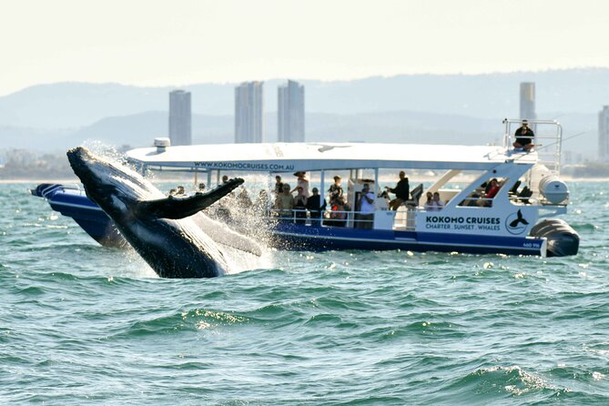 Whale Watching by Sea World Cruises - Bonus wildlife: dolphins, sea turtles, and more