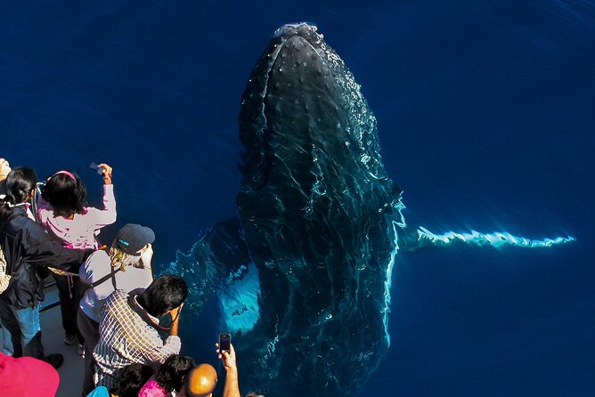 Whale Watching by Sea World Cruises - Main Beach logistics: start where most people actually stay