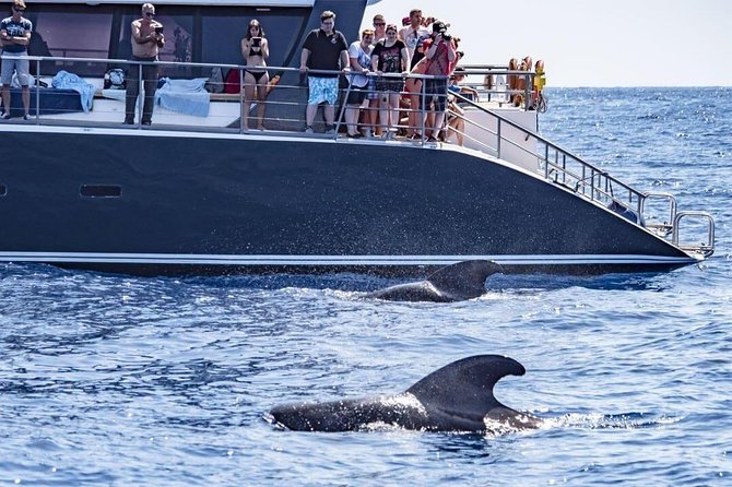 Whale Watching Catamaran in Costa Adeje (Including drinks & Sandwich) - Quick hits before you go