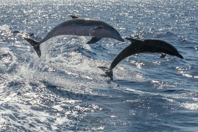 Whale Watching Catamaran in Costa Adeje (Including drinks & Sandwich) - Getting There: Pickup Zone, Meeting Point, and Punctuality