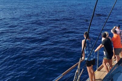 Whale Watching Catamaran in Costa Adeje (Including drinks & Sandwich) - On Board the Large Catamaran (Up to 160): Comfort, Seating, and Sea-Sickness Prep