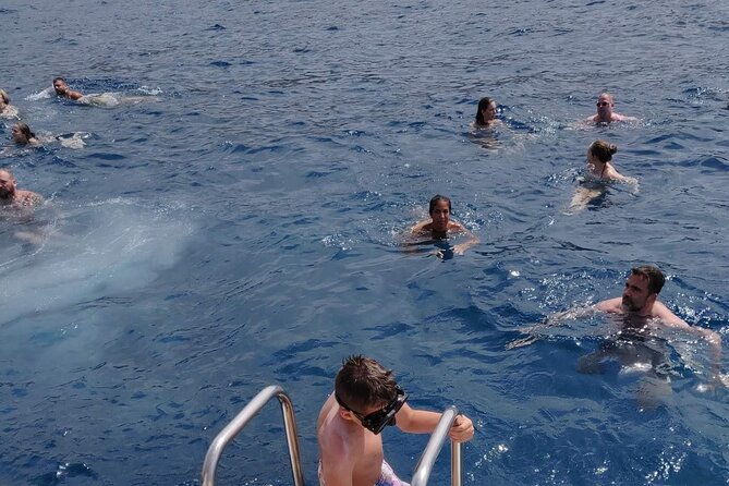 Whale Watching Catamaran in Costa Adeje (Including drinks & Sandwich) - Swims in a Quiet Bay: The Best Moment on Many Trips