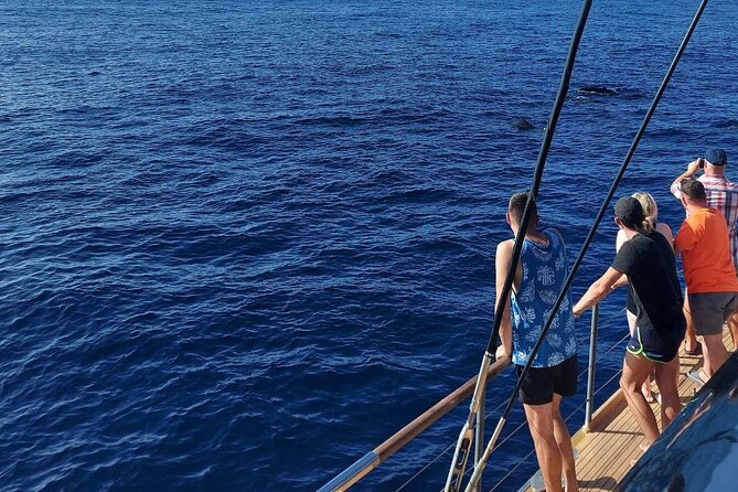Whale Watching Catamaran in Costa Adeje (Including drinks & Sandwich) - On Board the Large Catamaran (Up to 160): Comfort, Seating, and Sea-Sickness Prep