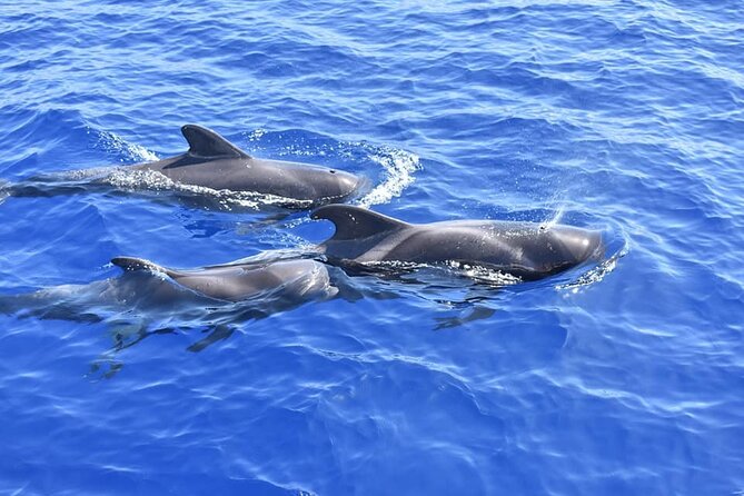 Whale Watching Catamaran to Los Gigantes & Masca (Including drinks & warm lunch) - Puerto Colón to Los Gigantes: the 4.5-hour flow that keeps you comfortable