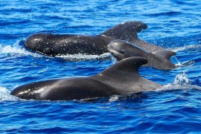 Whale Watching Catamaran to Los Gigantes & Masca (Including drinks & warm lunch) - Los Gigantes plus the Barranco de Masca coast: the views are the bonus anchor