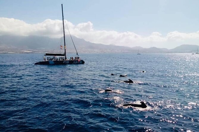 Whale Watching Catamaran to Los Gigantes & Masca (Including drinks & warm lunch) - Should you book this catamaran to Los Gigantes & Masca?