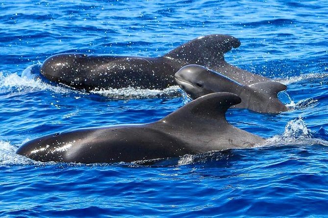 Whale Watching Catamaran to Los Gigantes & Masca (Including drinks & warm lunch) - Los Gigantes plus the Barranco de Masca coast: the views are the bonus anchor