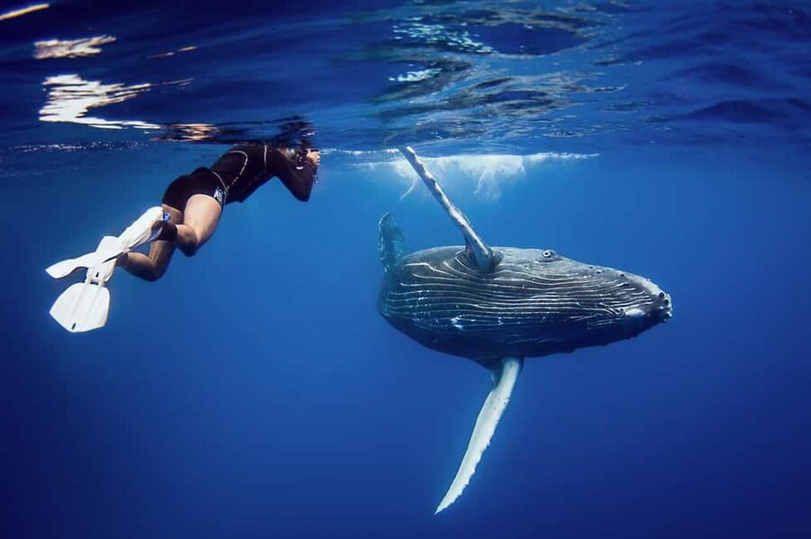 Whale Watching + Cayo Levantado - Practical tips that help you enjoy the day more