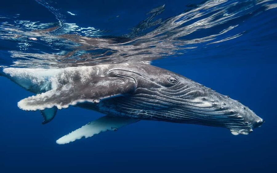 Whale Watching + Cayo Levantado - The island stop: lunch on Cayo Levantado (Bacardi Island) and how you’ll spend the time