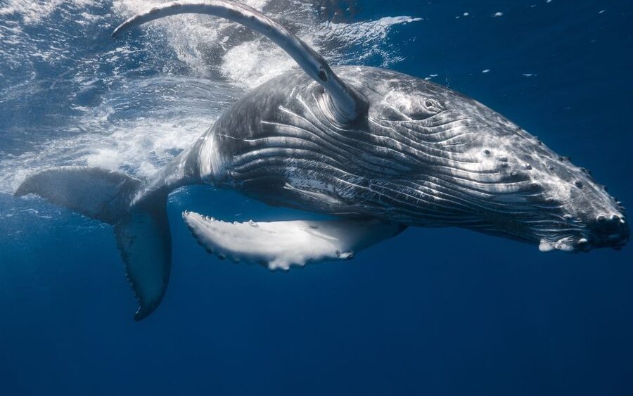 Whale Watching + Cayo Levantado - Price and value: how $6 works when tickets and lunch are included