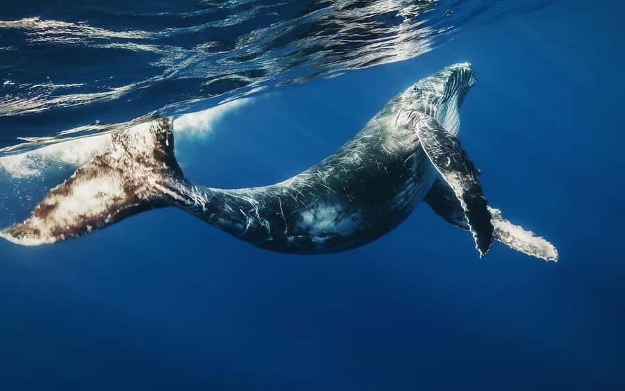 Whale Watching + Cayo Levantado - Guides and support: English, French, Spanish, and the human touch