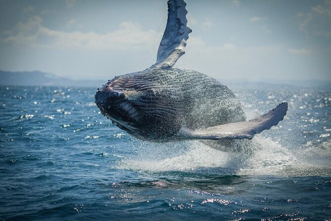 Whale Watching, Cayo Levantado and Limón Waterfall in Samaná - Key things to know before you go