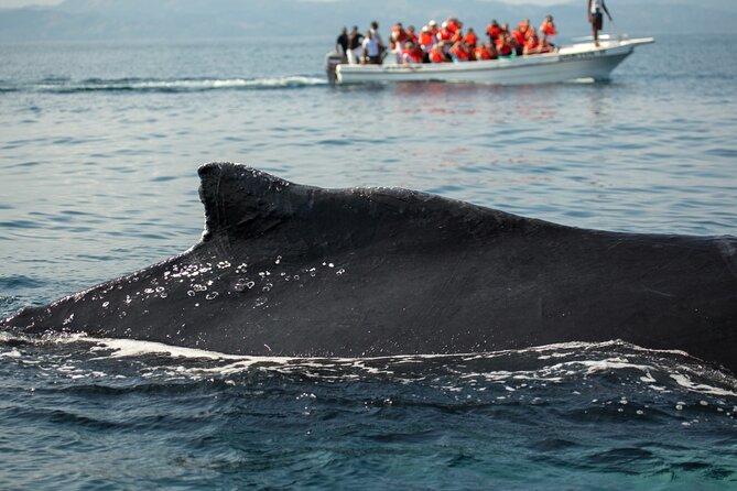 Whale Watching, Cayo Levantado and Limón Waterfall in Samaná - Why the 6:20 am start pays off for Samaná humpbacks
