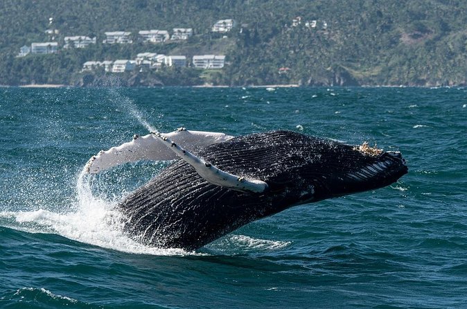 Whale Watching, Cayo Levantado and Limón Waterfall in Samaná - Limón Waterfall: the swim option is the main reason to choose this tour
