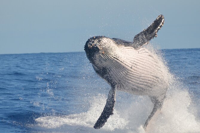 Whale Watching, Cayo Levantado and Limón Waterfall in Samaná - Weather, tickets, and what to pack for a full day on the move