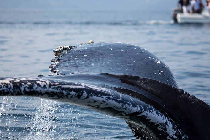 Whale Watching, Cayo Levantado and Limón Waterfall in Samaná - Who this tour suits best (and who should consider alternatives)