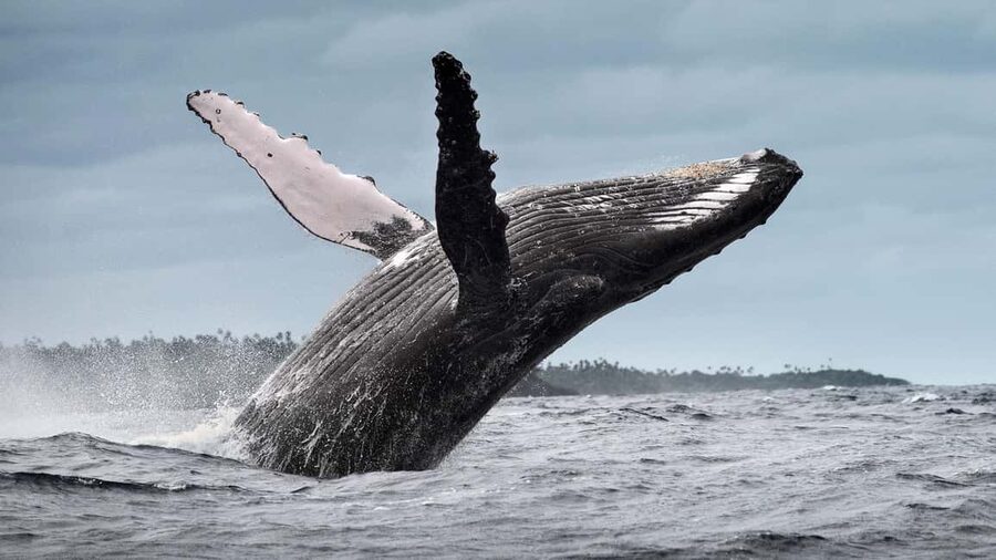 Whale Watching + Cayo Levantado - Starting the day in Samana: meeting at 8:30 AM and pickup reality