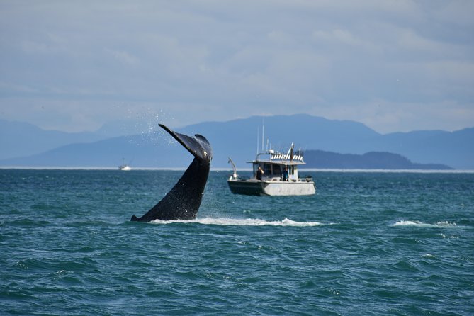 Whale Watching Charters and Bear search through Icy Strat Alaska - Key things that make this Icy Strait whale search special
