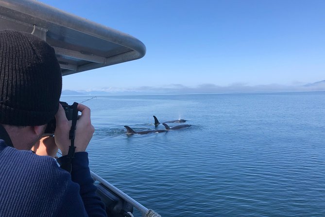 Whale Watching Charters and Bear search through Icy Strat Alaska - Icy Strait Point logistics: a short 3-hour outing that doesn’t waste time