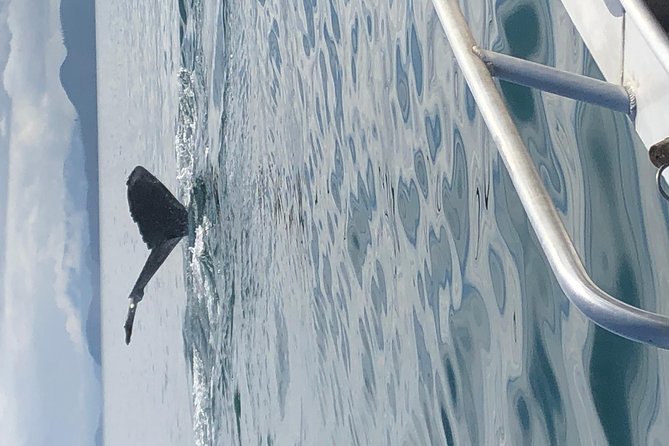 Whale Watching Charters and Bear search through Icy Strat Alaska - Comfort on the water: snacks, water, and commentary that keeps you engaged