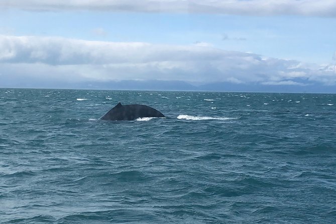 Whale Watching Charters and Bear search through Icy Strat Alaska - Weather, cancellations, and the reality of wildlife days
