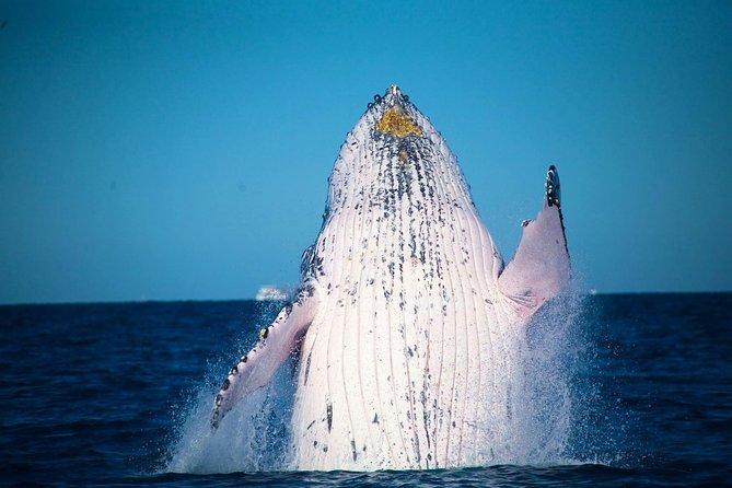 Whale Watching Cruise from Mooloolaba - Key Things That Make This Mooloolaba Whale Cruise Worth It