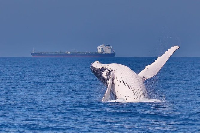 Whale Watching Cruise from Mooloolaba - Where You Board at Wharf Mooloolaba (And Why That Matters)