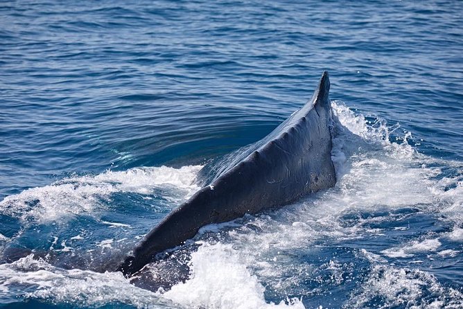 Whale Watching Cruise from Mooloolaba - How the Crew Helps You Find Humpback Whales (Without Guesswork)