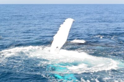 Whale Watching Cruise from Mooloolaba - The 3-Hour Cruise on Sunshine Coast Afloat: What the Time Is Like