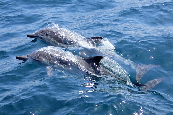 Whale Watching Cruise from Mooloolaba - Dolphin Sightings: The Fun Bonus You Can Actually Plan For
