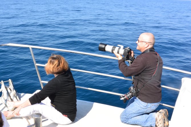 Whale Watching Cruise from Mooloolaba - Price at Around $71: A Value Check for Sunshine Coast Whale Watching