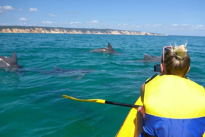 Whale Watching Cruise from Mooloolaba - Weather, Timing, and Your Best Chance of Great Sightings
