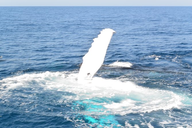 Whale Watching Cruise from Mooloolaba - The 3-Hour Cruise on Sunshine Coast Afloat: What the Time Is Like