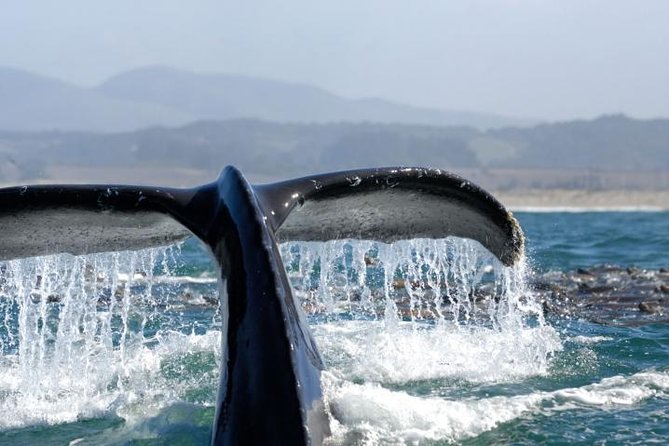 Whale Watching Cruise from Newport Beach - Key takeaways before you go