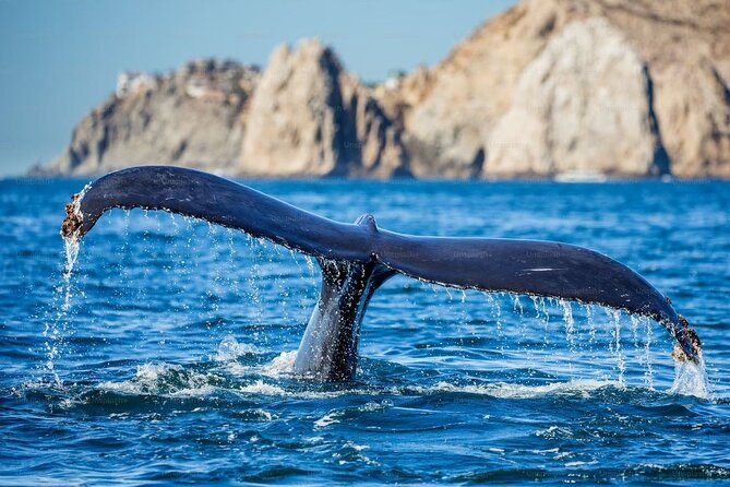 Whale Watching Cruise from Newport Beach - Drinks and snacks on board: what you get versus what you pay for