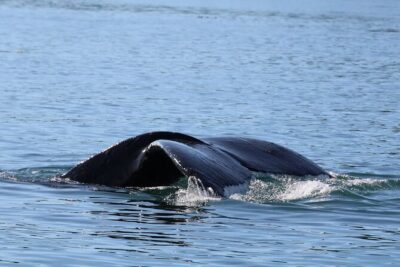 Whale Watching Cruise from Newport Beach - What you’re actually looking for in the Pacific