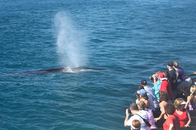 Whale Watching Cruise from Newport Beach - Time on the water: 2.5–3 hours, and why timing can feel different