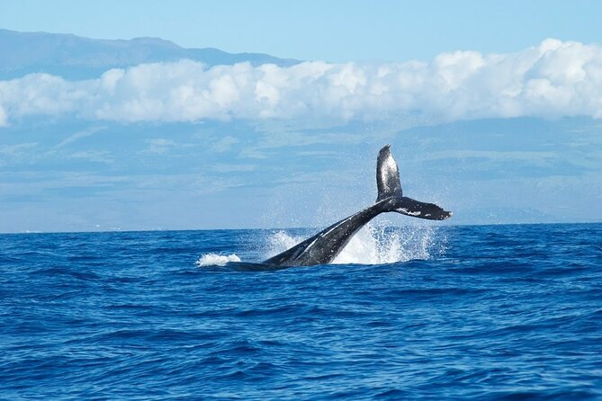 Whale Watching Cruise in Honolulu - Why Humpback Whales Off Waikiki Are the Main Event