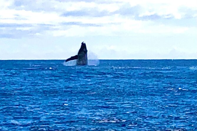 Whale Watching Cruise in Honolulu - The Waikiki Beach Stretch: Where You Actually Find the Action
