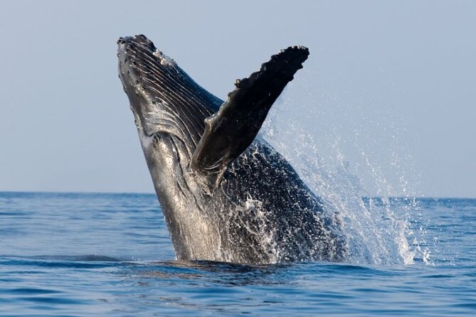 Whale Watching Cruise in Honolulu - Onboard Comfort: Seats, Drinks, and the Motion-Sickness Reality