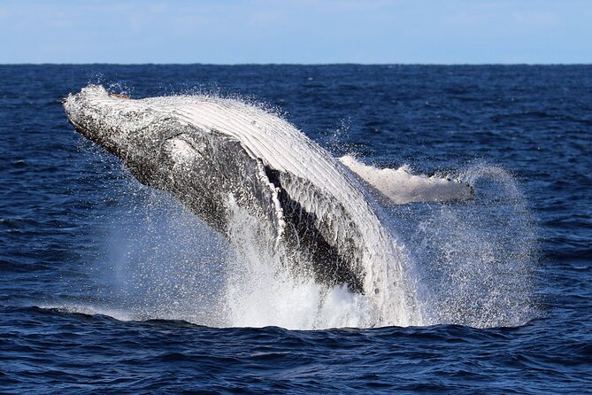 Whale Watching Cruise in New South Wales - Key Highlights You’ll Care About