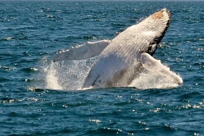 Whale Watching Cruise in New South Wales - What You’ll Actually See: North vs South Humpback Migration