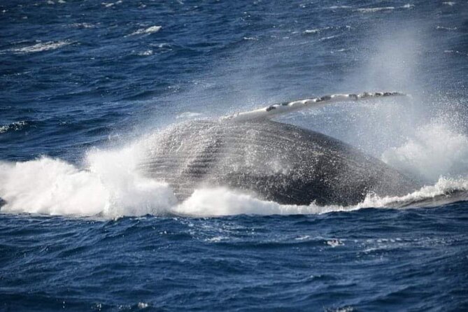 Whale Watching Cruise in New South Wales - Timing and Weather: When the Cruise Feels Smooth vs Choppy